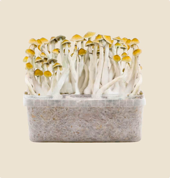 najlepszy zestaw Mazatapec do uprawy, 1200 ml