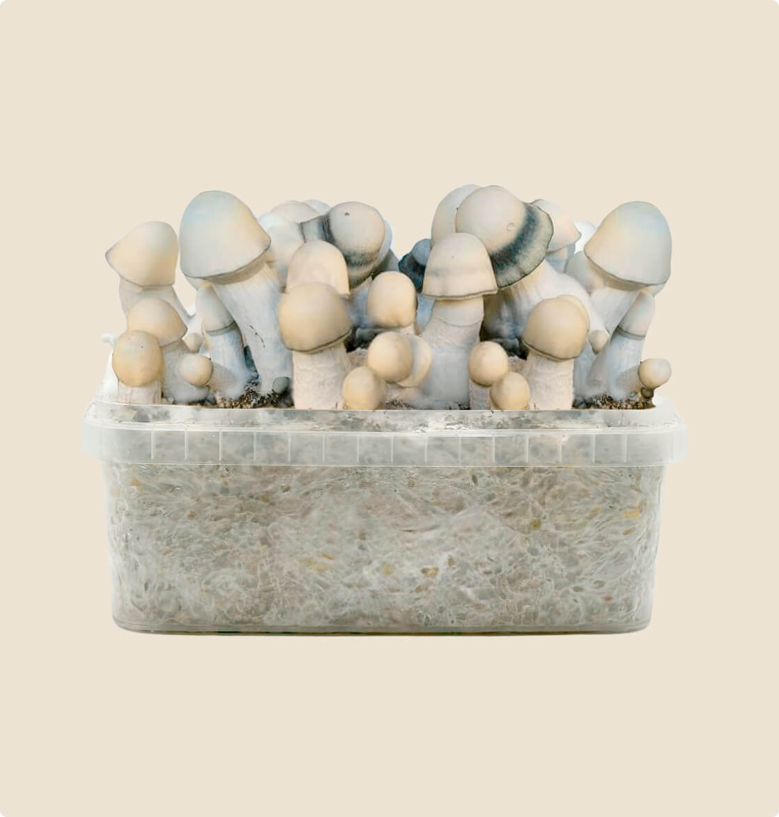 najlepszy zestaw Yeti do uprawy, 1200 ml